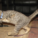 Image for article titled Two-Legged Kitten Is an Adorable Little T-Rex Baby